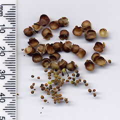 Seeds of Scutellaria novae-zelandiae.<br>Photographer: John Barkla, Licence: <a target='_blank' href='https://creativecommons.org/licenses/by/4.0'>CC BY</a>. <a class='member-message' href='/nzpcn/why-join-nzpcn/' target='_blank'>Members can view a larger version of this image.</a>