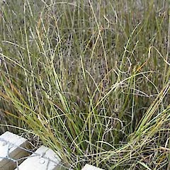 Carex litorosa • New Zealand Plant Conservation Network