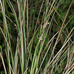 Waitakere.<br>Photographer: Jeremy R. Rolfe, Date taken: 22/10/2007, Licence: <a target='_blank' href='https://creativecommons.org/licenses/by/4.0'>CC BY</a>.