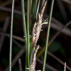 Male spikelets. Waitakere.<br>Photographer: Jeremy R. Rolfe, Date taken: 22/10/2007, Licence: <a target='_blank' href='https://creativecommons.org/licenses/by/4.0'>CC BY</a>.
