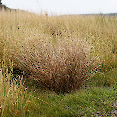 Awarua Bay, Southland.<br>Photographer: Jesse Bythell, Licence: <a target='_blank' href='https://creativecommons.org/licenses/by-nc/4.0'>CC BY-NC</a>.