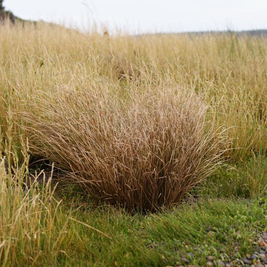 Carex litorosa