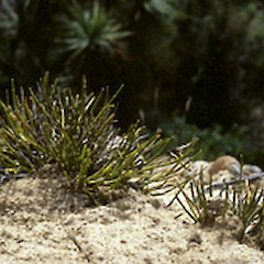 Photographer: Cathy Jones, Licence: <a target='_blank' href='https://creativecommons.org/licenses/by/4.0'>CC BY</a>.