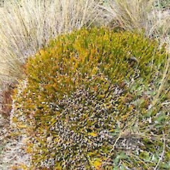 Dunstan Range.<br>Photographer: John Barkla, Licence: <a target='_blank' href='https://creativecommons.org/licenses/by/4.0'>CC BY</a>.