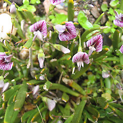 In flower.<br>Photographer: John Barkla, Licence: <a target='_blank' href='https://creativecommons.org/licenses/by/4.0'>CC BY</a>. <a class='member-message' href='/nzpcn/why-join-nzpcn/' target='_blank'>Members can view a larger version of this image.</a>
