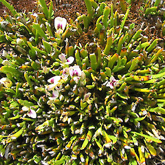 Carmichaelia vexillata.<br>Photographer: John Barkla, Licence: <a target='_blank' href='https://creativecommons.org/licenses/by/4.0'>CC BY</a>. <a class='member-message' href='/nzpcn/why-join-nzpcn/' target='_blank'>Members can view a larger version of this image.</a>