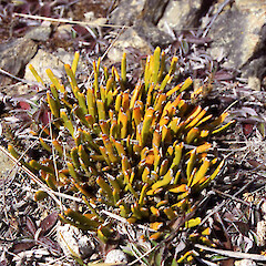 Upper Manuherikia Valley.<br>Photographer: John Barkla, Licence: <a target='_blank' href='https://creativecommons.org/licenses/by/4.0'>CC BY</a>. <a class='member-message' href='/nzpcn/why-join-nzpcn/' target='_blank'>Members can view a larger version of this image.</a>