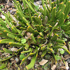 Carmichaelia vexillata.<br>Photographer: John Barkla, Licence: <a target='_blank' href='https://creativecommons.org/licenses/by/4.0'>CC BY</a>. <a class='member-message' href='/nzpcn/why-join-nzpcn/' target='_blank'>Members can view a larger version of this image.</a>