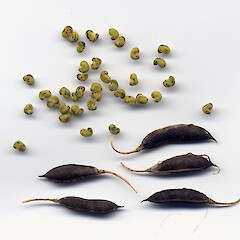 Pods and seeds.<br>Photographer: John Barkla, Licence: <a target='_blank' href='https://creativecommons.org/licenses/by/4.0'>CC BY</a>. <a class='member-message' href='/nzpcn/why-join-nzpcn/' target='_blank'>Members can view a larger version of this image.</a>