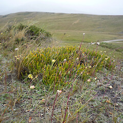 Lower Nevis Valley, Otago.<br>Photographer: Jesse Bythell, Licence: <a target='_blank' href='https://creativecommons.org/licenses/by-nc/4.0'>CC BY-NC</a>. <a class='member-message' href='/nzpcn/why-join-nzpcn/' target='_blank'>Members can view a larger version of this image.</a>
