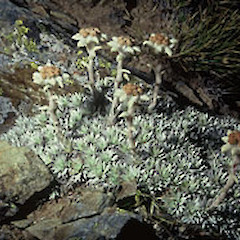 Big Mt Peel, Canterbury.<br>Photographer: John Smith-Dodsworth, Licence: <a target='_blank' href='https://creativecommons.org/licenses/by-nc/4.0'>CC BY-NC</a>.