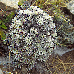 Mount Peel. Jan 1993.<br>Photographer: Barbara Mitcalfe, Licence: <a target='_blank' href='https://creativecommons.org/licenses/by-nc/4.0'>CC BY-NC</a>. <a class='member-message' href='/nzpcn/why-join-nzpcn/' target='_blank'>Members can view a larger version of this image.</a>