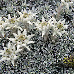Leucogenes tarahaoa