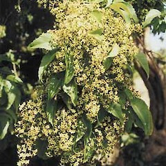 Nikau Bush, Chatham Island. Feb 1995.<br>Photographer: Geoff Walls, Licence: <a target='_blank' href='https://creativecommons.org/licenses/by-nc/4.0'>CC BY-NC</a>.
