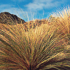 Austrofestuca littoralis.<br>Photographer: Geoff Walls, Licence: <a target='_blank' href='https://creativecommons.org/licenses/by-nc/4.0'>CC BY-NC</a>.
