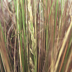 Photo of inflorsecence.<br>Photographer: Barbara Mitcalfe, Licence: <a target='_blank' href='https://creativecommons.org/licenses/by-nc/4.0'>CC BY-NC</a>.