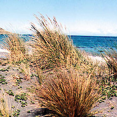 Pencarrow Coast, Wellington.<br>Photographer: Mike Orchard, Licence: <a target='_blank' href='https://creativecommons.org/licenses/by-nc/4.0'>CC BY-NC</a>.