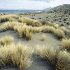 Austrofestuca littoralis.<br>Photographer: Shannel Courtney, Licence: <a target='_blank' href='https://creativecommons.org/licenses/by-nc/4.0'>CC BY-NC</a>.