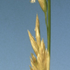 Close up of seed head.<br>Photographer: John Barren, Licence: All rights reserved.