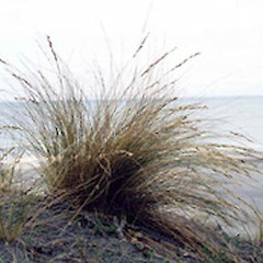 Palmers Beach, Great Barrier Island, 2000.<br>Photographer: Bec Stanley, Licence: <a target='_blank' href='https://creativecommons.org/licenses/by-sa/4.0'>CC BY-SA</a>.
