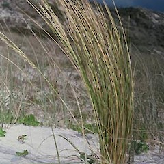 Otama.<br>Photographer: John Smith-Dodsworth, Licence: <a target='_blank' href='https://creativecommons.org/licenses/by-nc/4.0'>CC BY-NC</a>.