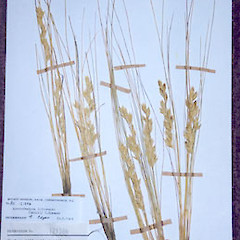 Herbarium specimen.<br>Photographer: Lisa Forester, Licence: <a target='_blank' href='https://creativecommons.org/licenses/by-sa/4.0'>CC BY-SA</a>.