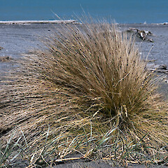 Onoke Spit, Palliser Bay.<br>Photographer: Jeremy R. Rolfe, Date taken: 21/11/2008, Licence: <a target='_blank' href='https://creativecommons.org/licenses/by/4.0'>CC BY</a>. <a class='member-message' href='/nzpcn/why-join-nzpcn/' target='_blank'>Members can view a larger version of this image.</a>