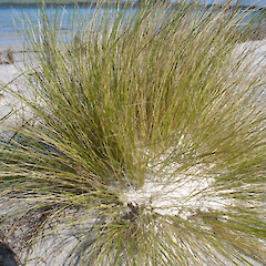 Austrofestuca littoralis.<br>Photographer: Kevin Matthews, Licence: <a target='_blank' href='https://creativecommons.org/licenses/by-nc/4.0'>CC BY-NC</a>. <a class='member-message' href='/nzpcn/why-join-nzpcn/' target='_blank'>Members can view a larger version of this image.</a>