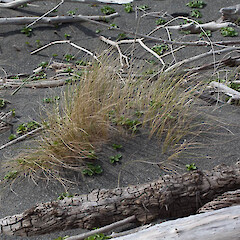 Onoke Spit.<br>Photographer: Mike Thorsen, Date taken: 06/10/2013, Licence: All rights reserved. <a class='member-message' href='/nzpcn/why-join-nzpcn/' target='_blank'>Members can view a larger version of this image.</a>