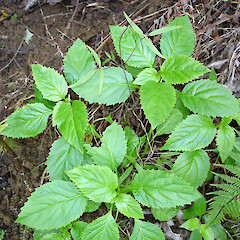 Colensoa physaloides at Totara North.<br>Photographer: Bill Campbell, Date taken: 02/08/2007, Licence: <a target='_blank' href='https://creativecommons.org/licenses/by-nc/4.0'>CC BY-NC</a>. <a class='member-message' href='/nzpcn/why-join-nzpcn/' target='_blank'>Members can view a larger version of this image.</a>