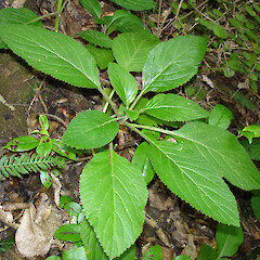 Colensoa physaloides at Whatuwhiwhi, Karikari Peninsula.<br>Photographer: Bill Campbell, Date taken: 27/03/2008, Licence: <a target='_blank' href='https://creativecommons.org/licenses/by-nc/4.0'>CC BY-NC</a>. <a class='member-message' href='/nzpcn/why-join-nzpcn/' target='_blank'>Members can view a larger version of this image.</a>