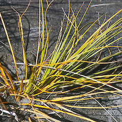 Palliser Bay.<br>Photographer: Jeremy R. Rolfe, Date taken: 10/08/1993, Licence: <a target='_blank' href='https://creativecommons.org/licenses/by/4.0'>CC BY</a>.