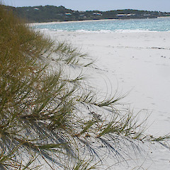 Kaingaroa, Chatham Island.<br>Photographer: John Sawyer, Licence: <a target='_blank' href='https://creativecommons.org/licenses/by-nc/4.0'>CC BY-NC</a>.