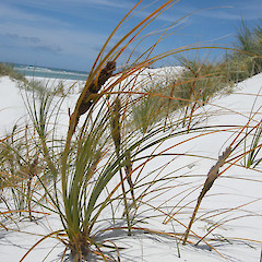 Parengarenga Harbour, East Beach.<br>Photographer: John Sawyer, Licence: <a target='_blank' href='https://creativecommons.org/licenses/by-nc/4.0'>CC BY-NC</a>.