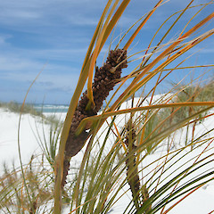 Parengarenga Harbour, East Beach.<br>Photographer: John Sawyer, Licence: <a target='_blank' href='https://creativecommons.org/licenses/by-nc/4.0'>CC BY-NC</a>.