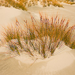 Mason Bay, Stewart Island.<br>Photographer: Mike Thorsen, Licence: All rights reserved.