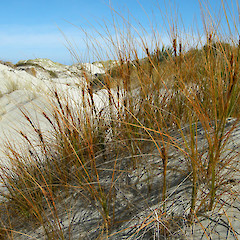 Mason Bay, Stewart Island.<br>Photographer: John Sawyer, Licence: <a target='_blank' href='https://creativecommons.org/licenses/by-nc/4.0'>CC BY-NC</a>.
