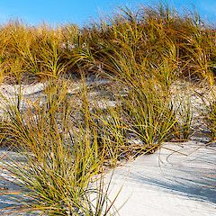 Kaingaroa, Chatham Island.<br>Photographer: Jeremy R. Rolfe, Date taken: 02/06/2013, Licence: <a target='_blank' href='https://creativecommons.org/licenses/by/4.0'>CC BY</a>.