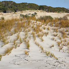 Mangawhai Wildlife Reserve, north of Auckland.<br>Photographer: John Sawyer, Licence: <a target='_blank' href='https://creativecommons.org/licenses/by-nc/4.0'>CC BY-NC</a>.