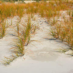 Mangawhai Wildlife Reserve, north of Auckland.<br>Photographer: John Sawyer, Licence: <a target='_blank' href='https://creativecommons.org/licenses/by-nc/4.0'>CC BY-NC</a>.