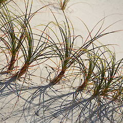 Mangawhai Wildlife Reserve, north of Auckland.<br>Photographer: John Sawyer, Licence: <a target='_blank' href='https://creativecommons.org/licenses/by-nc/4.0'>CC BY-NC</a>.