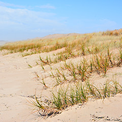 Henderson Beach, Far North.<br>Photographer: John Sawyer, Date taken: 01/05/2013, Licence: <a target='_blank' href='https://creativecommons.org/licenses/by-nc/4.0'>CC BY-NC</a>.