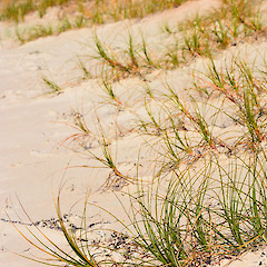 Henderson Beach, Far North.<br>Photographer: John Sawyer, Date taken: 01/05/2013, Licence: <a target='_blank' href='https://creativecommons.org/licenses/by-nc/4.0'>CC BY-NC</a>.