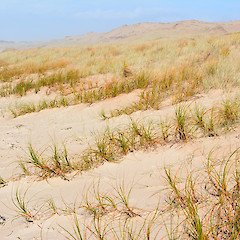 Henderson Beach, Far North.<br>Photographer: John Sawyer, Date taken: 01/05/2013, Licence: <a target='_blank' href='https://creativecommons.org/licenses/by-nc/4.0'>CC BY-NC</a>.
