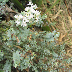 Veronica pimeleoides subsp. faucicola