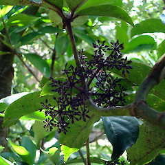 Neopanax laetus in fruit.<br>Photographer: Peter J de Lange, Licence: <a target='_blank' href='https://creativecommons.org/licenses/by-nc/4.0'>CC BY-NC</a>.