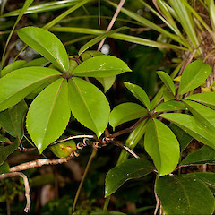Pseudopanax laetus.<br>Photographer: Mike Thorsen, Licence: All rights reserved.