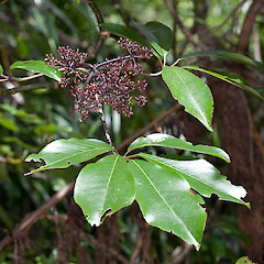 Kaueranga Valley, Coromandel.<br>Photographer: Mike Thorsen, Date taken: 22/10/2012, Licence: All rights reserved.