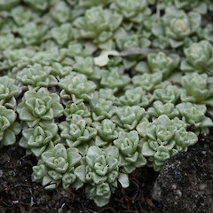 Raoulia parkii.<br>Photographer: Mike Thorsen, Licence: All rights reserved. <a class='member-message' href='/nzpcn/why-join-nzpcn/' target='_blank'>Members can view a larger version of this image.</a>