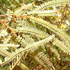 Sophora fulvida.<br>Photographer: John Smith-Dodsworth, Licence: <a target='_blank' href='https://creativecommons.org/licenses/by-nc/4.0'>CC BY-NC</a>.